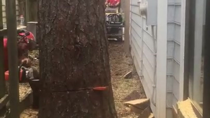 Felling 32_ pine in 50_ of space